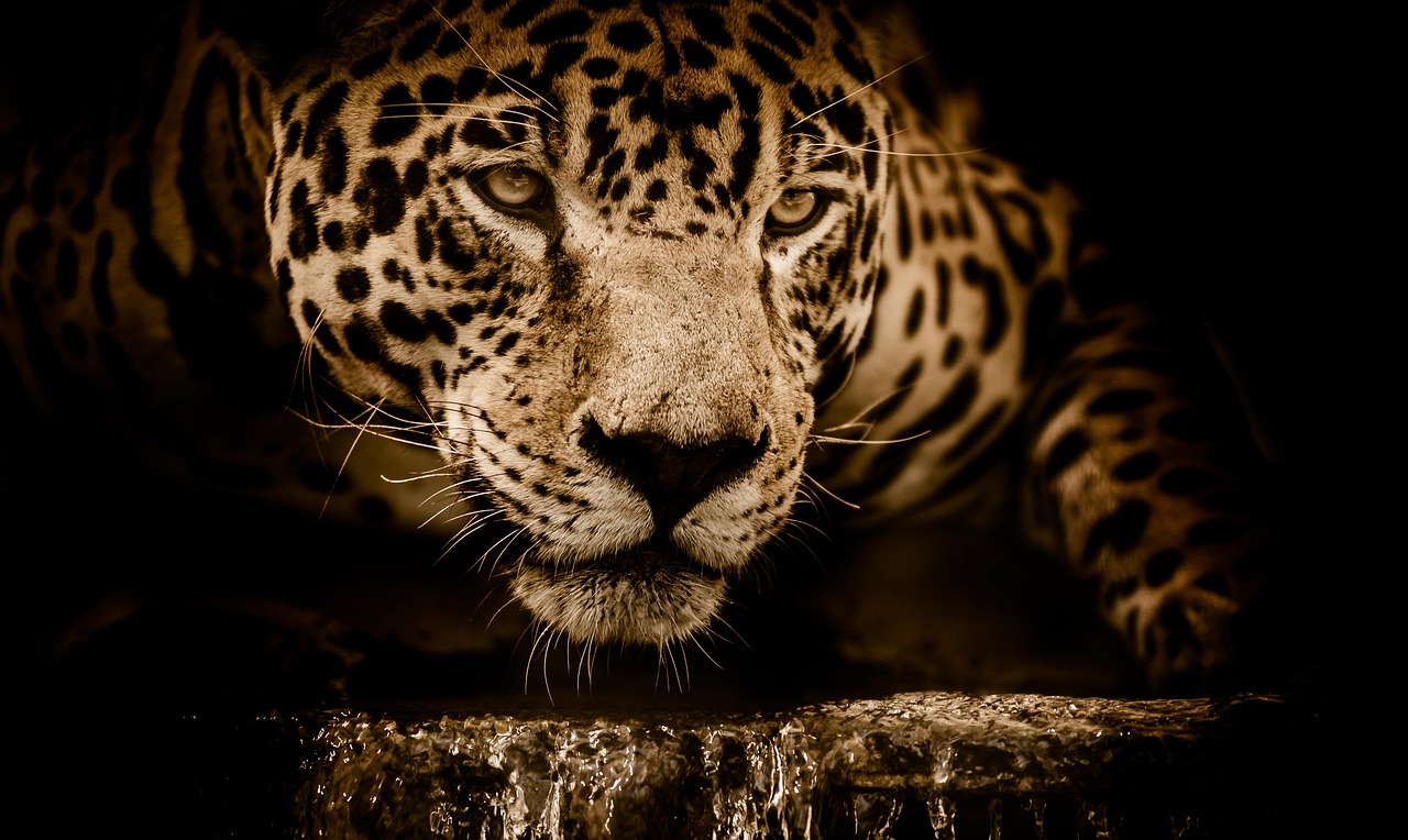 jaguar, wild cat, feline, nature, portrait, face, head, wild animal, wilderness, wildlife, animal, animal world, mammal, wildlife photography, carnivore, stalking, looking, brazil
