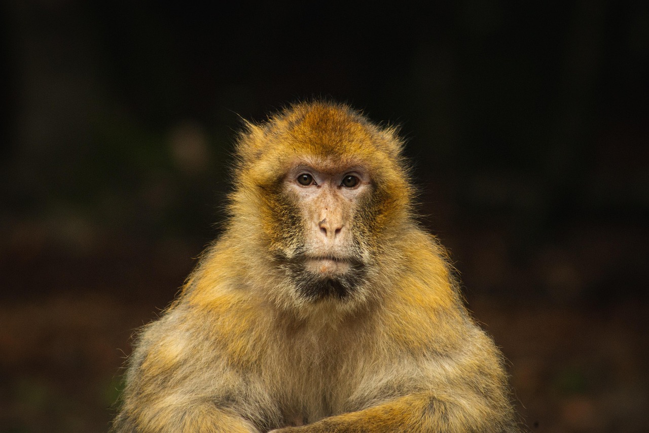 monkey, macaque, primate, wildlife, forest, nature, animal, wild animal, trees