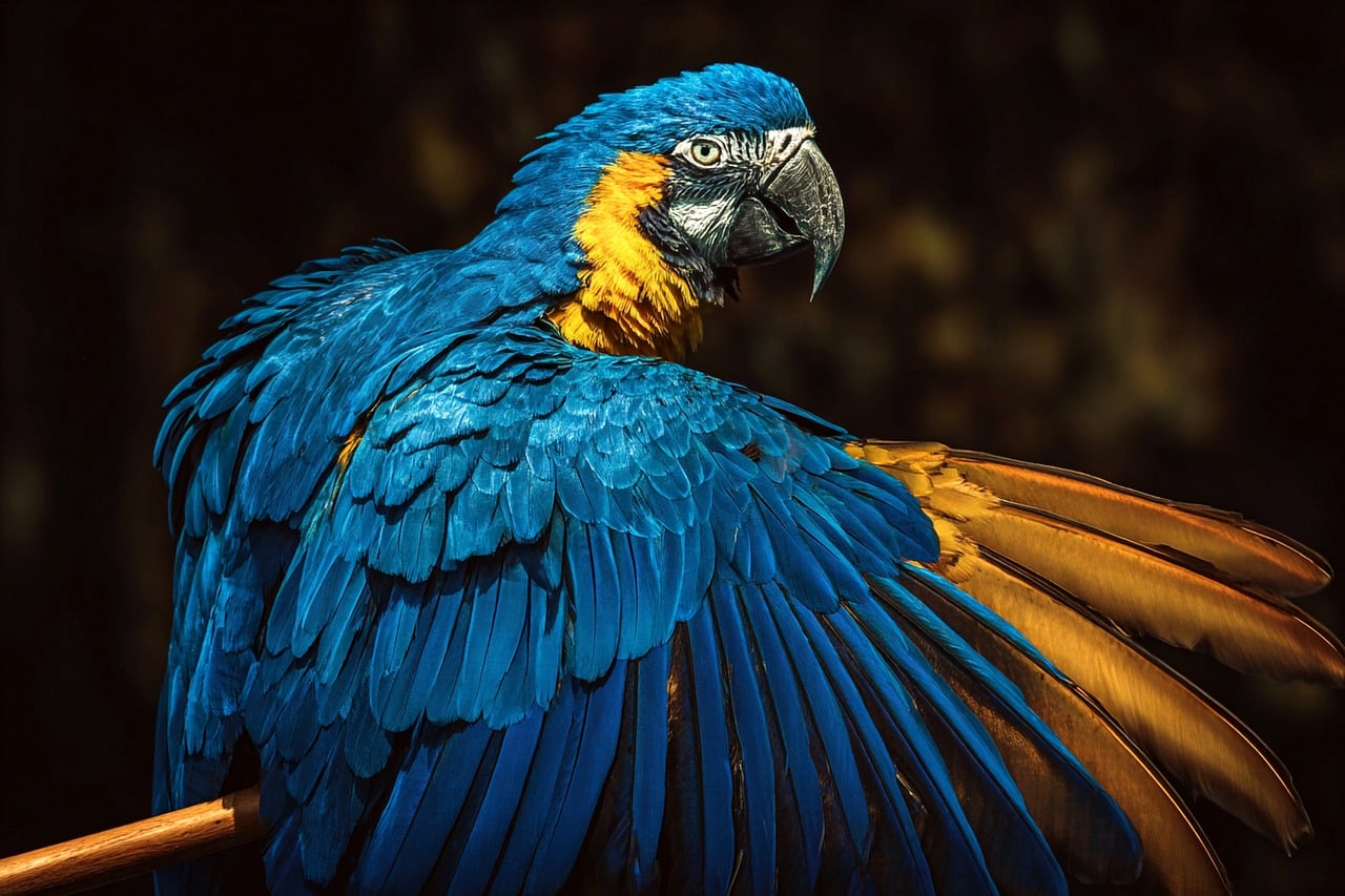 arara, bird, nature, animal, wild, pity, nozzle, tropical, flight, forest, exotic, fauna, brazil, amazon, plumage, wild animal, wildlife, wings, posture, France, Centre-Val de Loire, Dordives